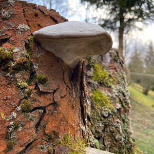 Tinder Polypore