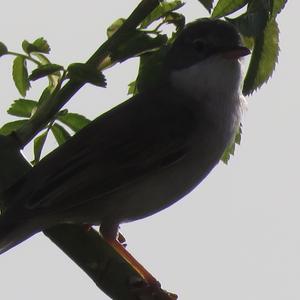 Common Whitethroat