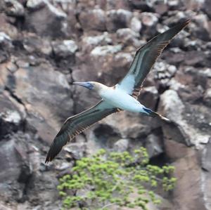 Blue-footed Booby