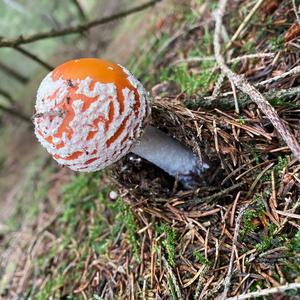 Fly Agaric