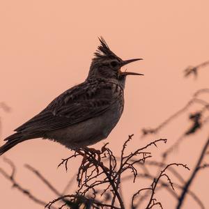 Crested Lark