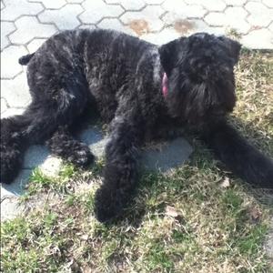 Bouvier des Flandres