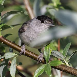 Blackcap