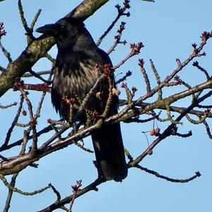 Hooded Crow