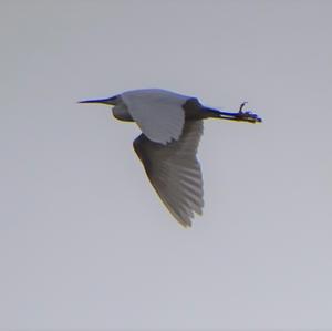 Little Egret