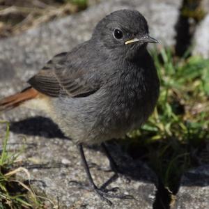 Black Redstart