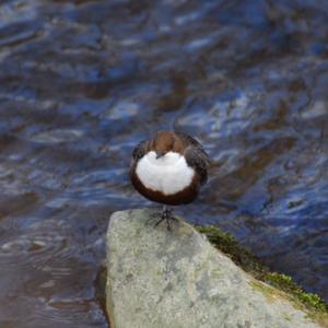 White-throated Dipper