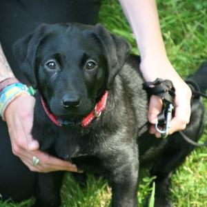 Retriever (Labrador)