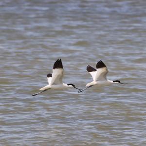 Pied Avocet