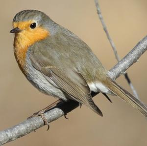 European Robin