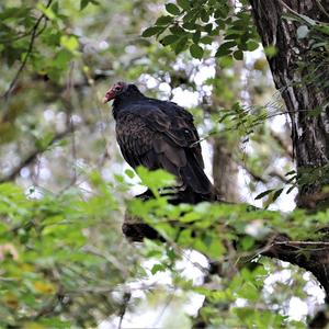 Turkey Vulture