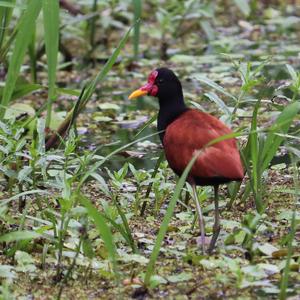 Wattled Jacana