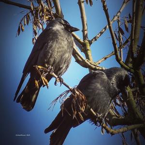 Eurasian Jackdaw