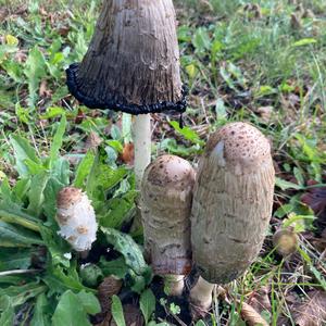 Shaggy Mane