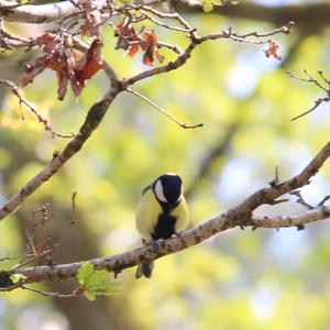 Great Tit