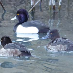 Tufted Duck