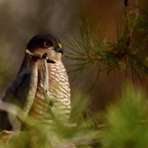 Eurasian Sparrowhawk