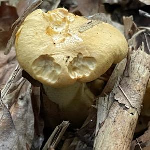 Chanterelle, Common