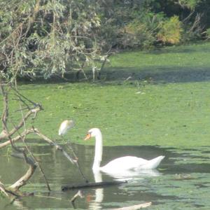 Mute Swan