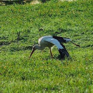 White Stork