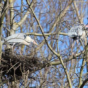 Grey Heron