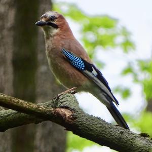 Eurasian Jay