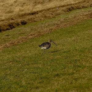 Eurasian Curlew