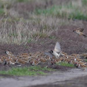 Eurasian Tree Sparrow