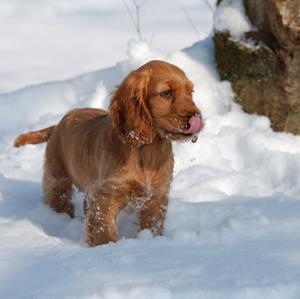 Spaniel (English Cocker)