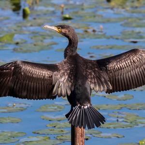 Great Cormorant