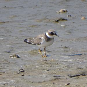 Common Ringed Plover