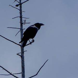 Common Raven