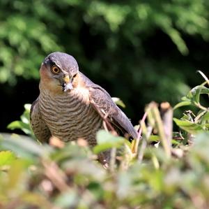 Eurasian Sparrowhawk