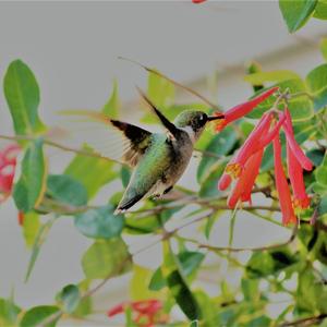 Ruby-throated Hummingbird