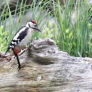 Great Spotted Woodpecker