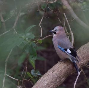 Eurasian Jay