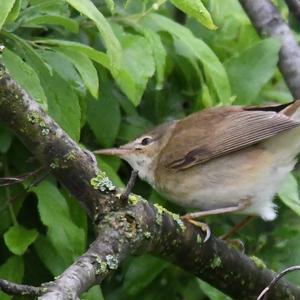 Eurasian Reed-warbler