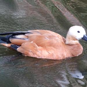 Ruddy Shelduck