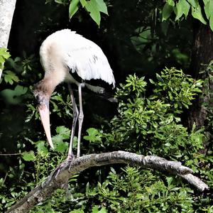 Wood Stork