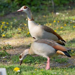 Egyptian Goose