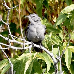 Grey Catbird