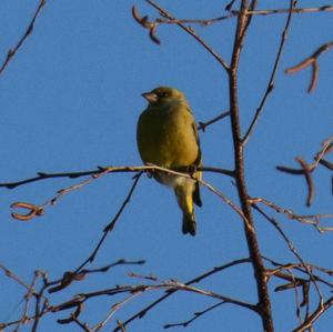 European Greenfinch