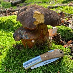 Dotted-stem Bolete