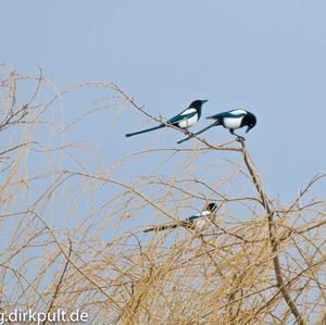 Black-billed Magpie