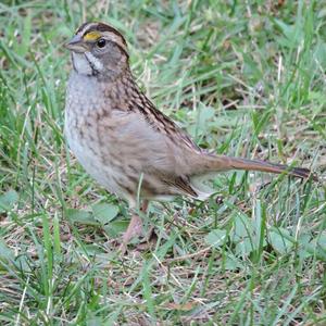 White-throated Sparrow