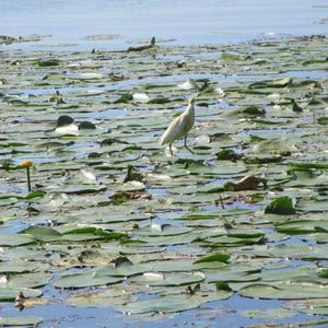 Squacco Heron