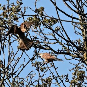 Common Kestrel