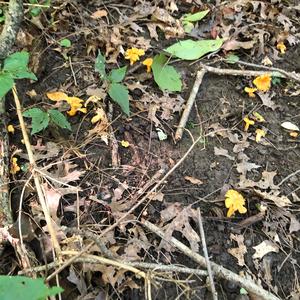 Chanterelle, Common