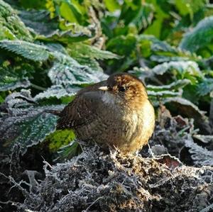 Winter Wren