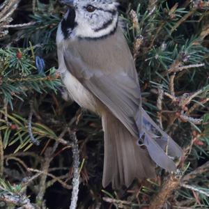 Crested Tit